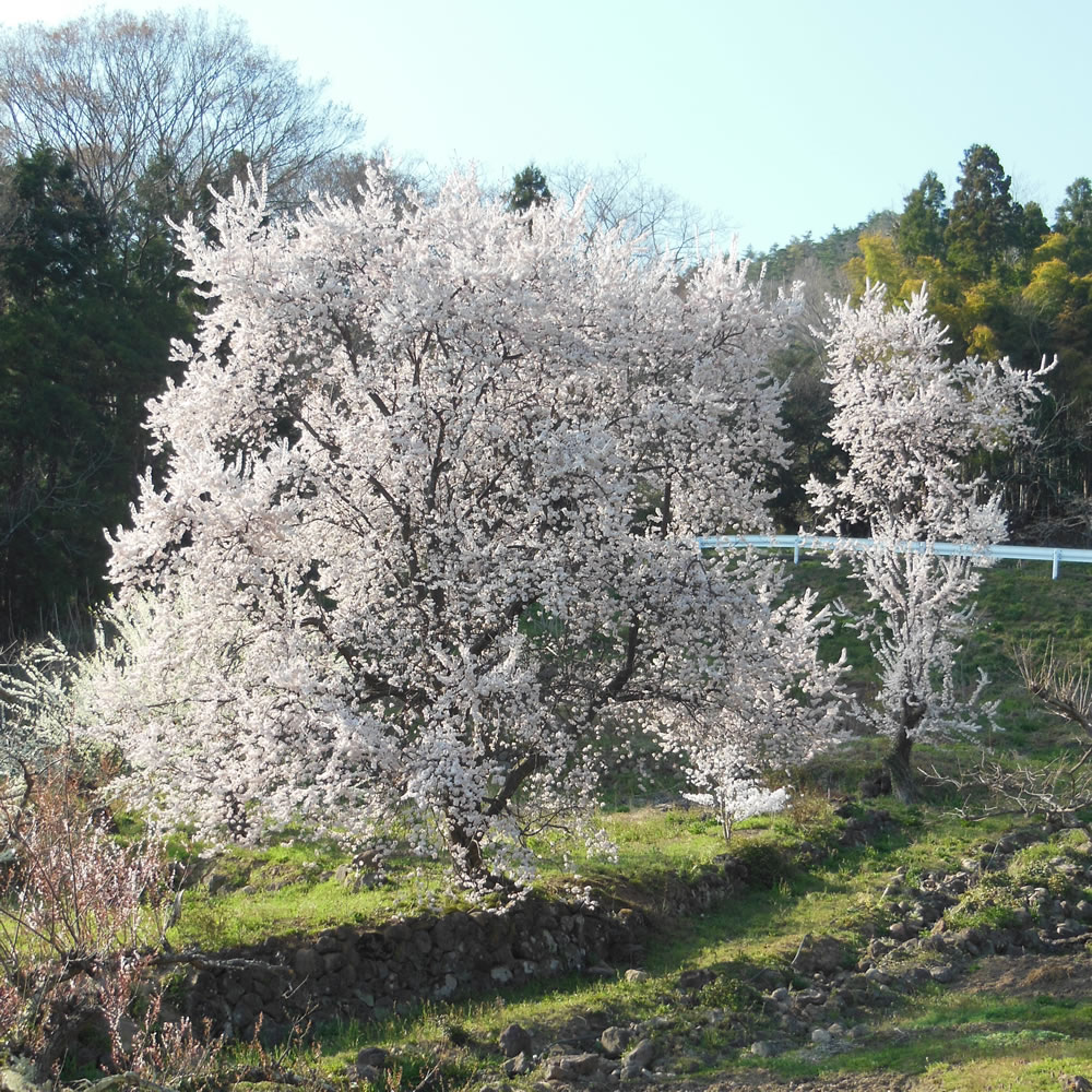 桐目木花の里 8