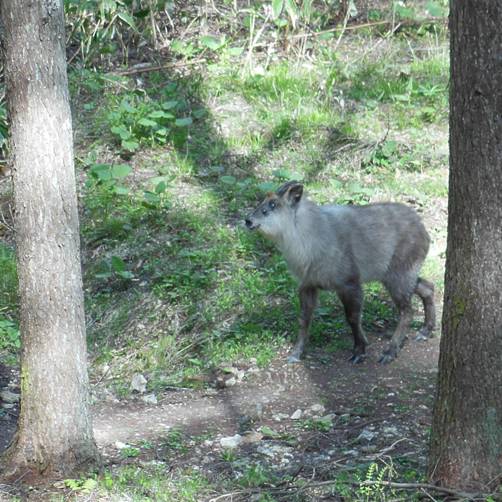 カモシカ（半田山）