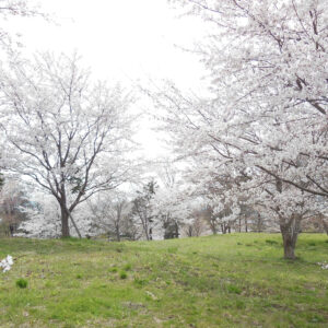 桜の森