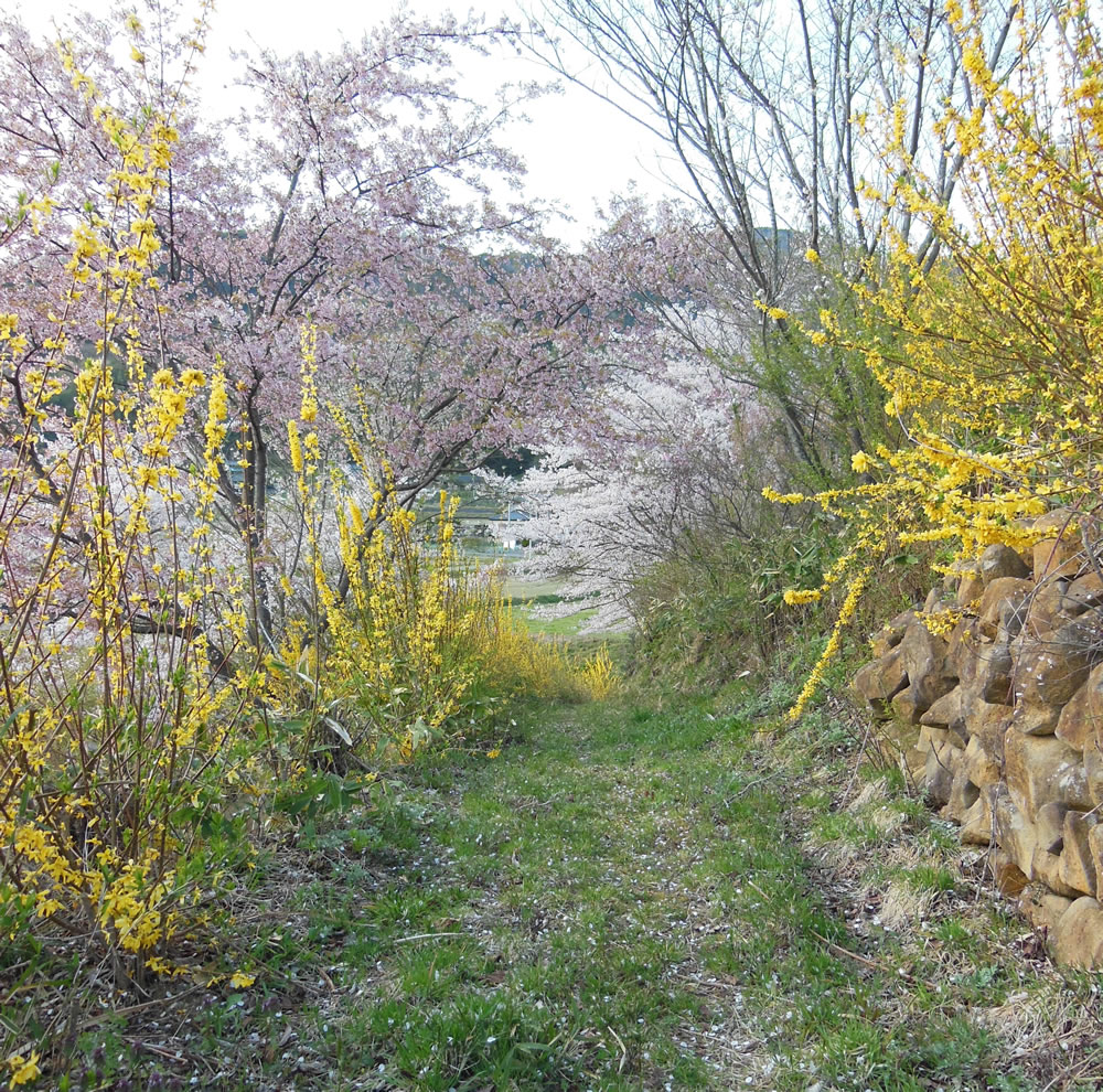 小坂の花見山