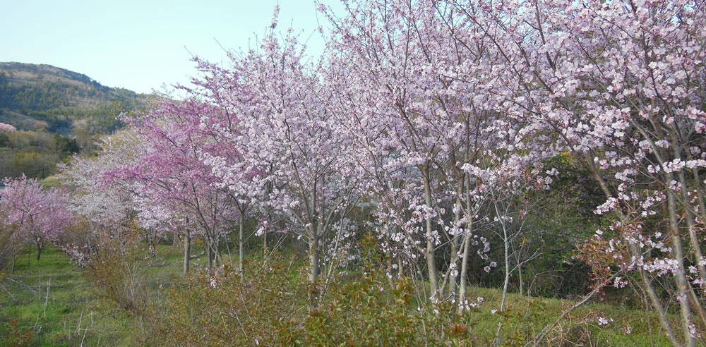 小坂の花見山 1