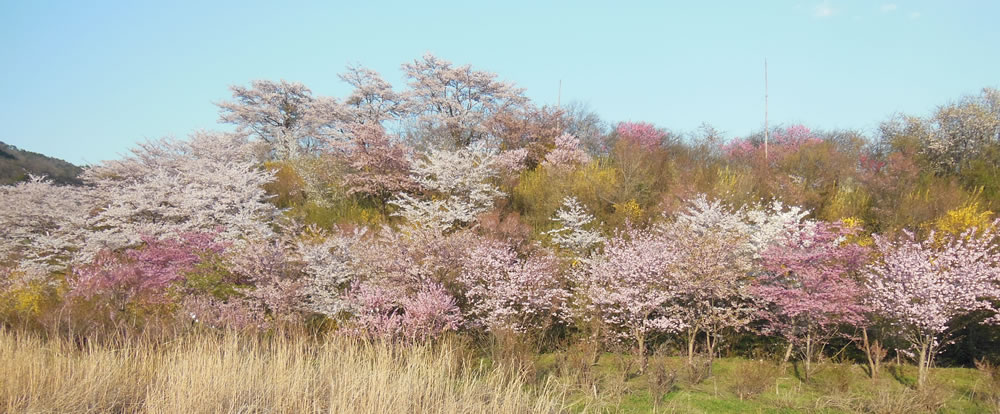 小坂の花見山 2