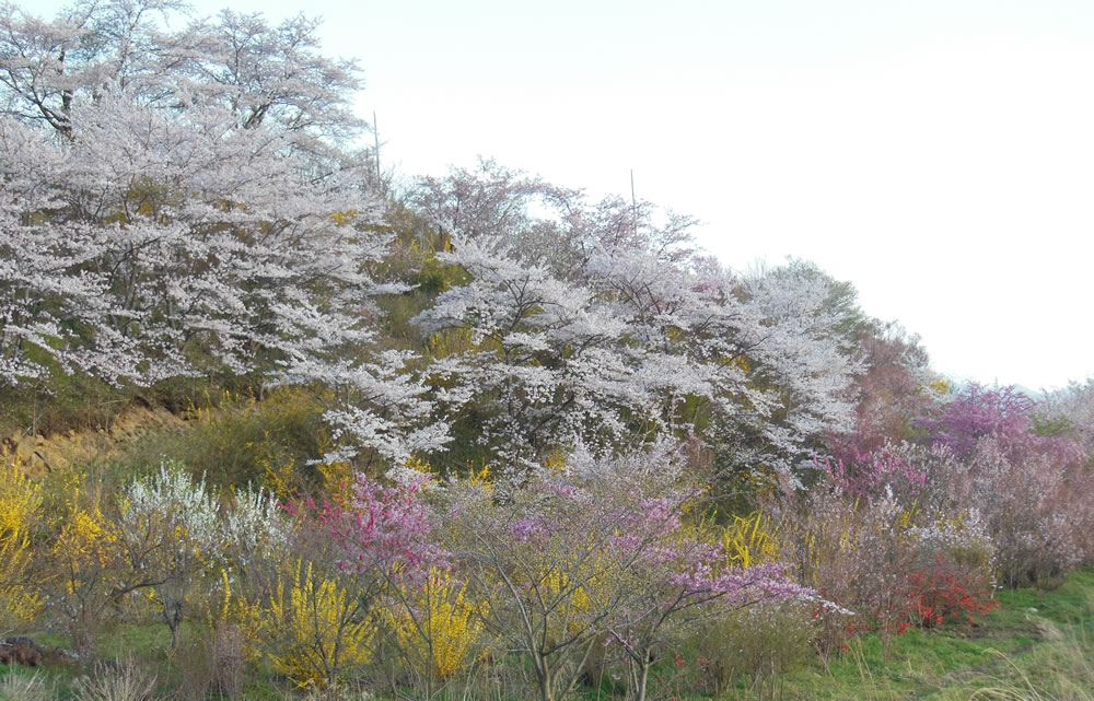 小坂の花見山 3