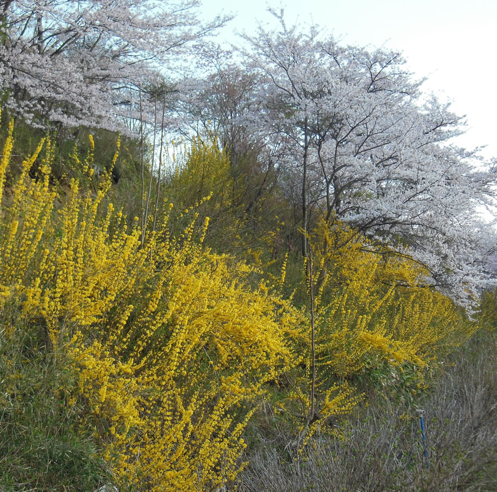 小坂の花見山 4