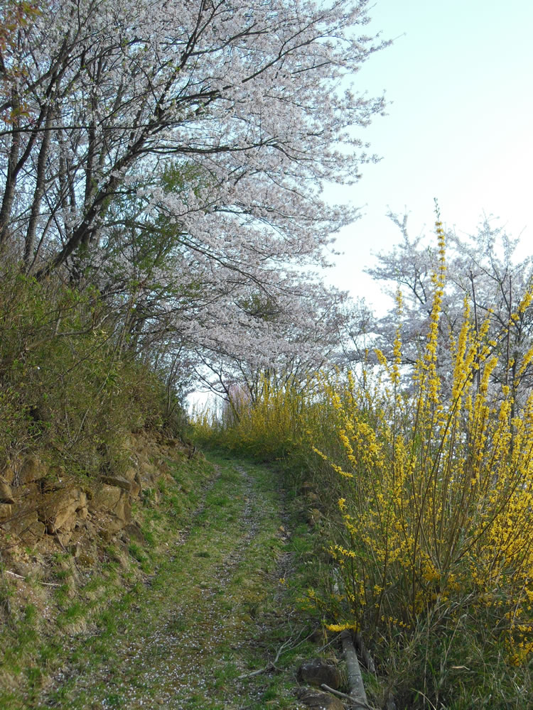 小坂の花見山 5